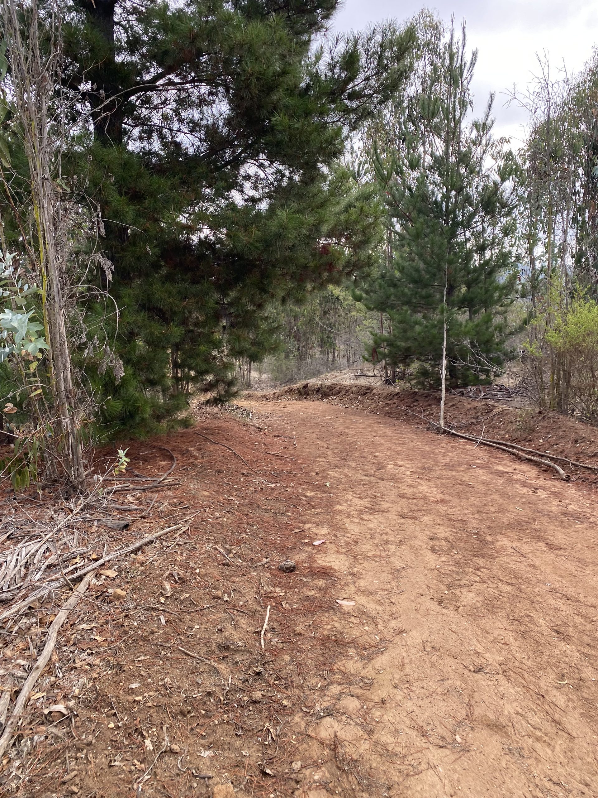 Sendero de tierra entre pinos