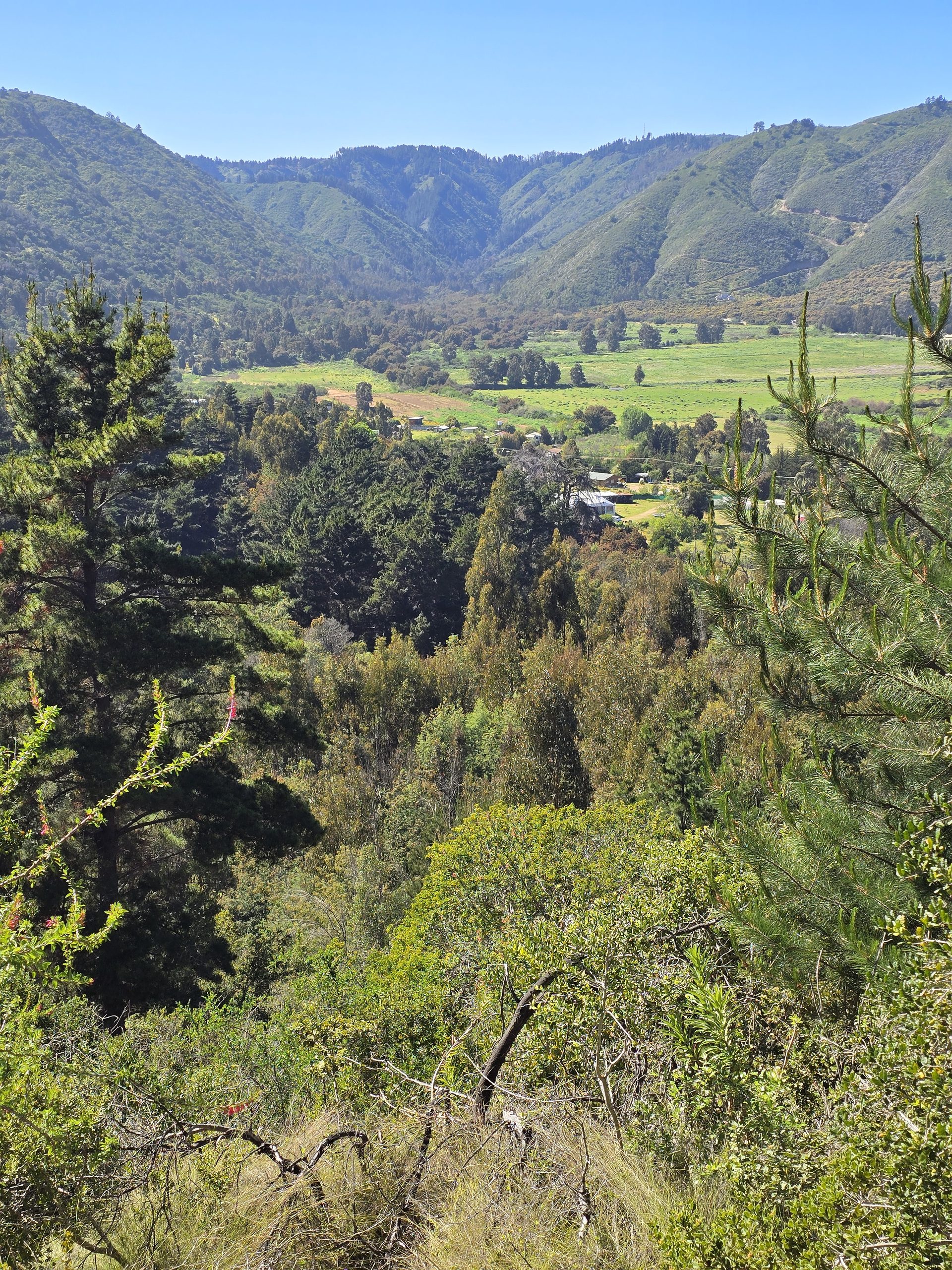 Quebrada y vegetación nativa